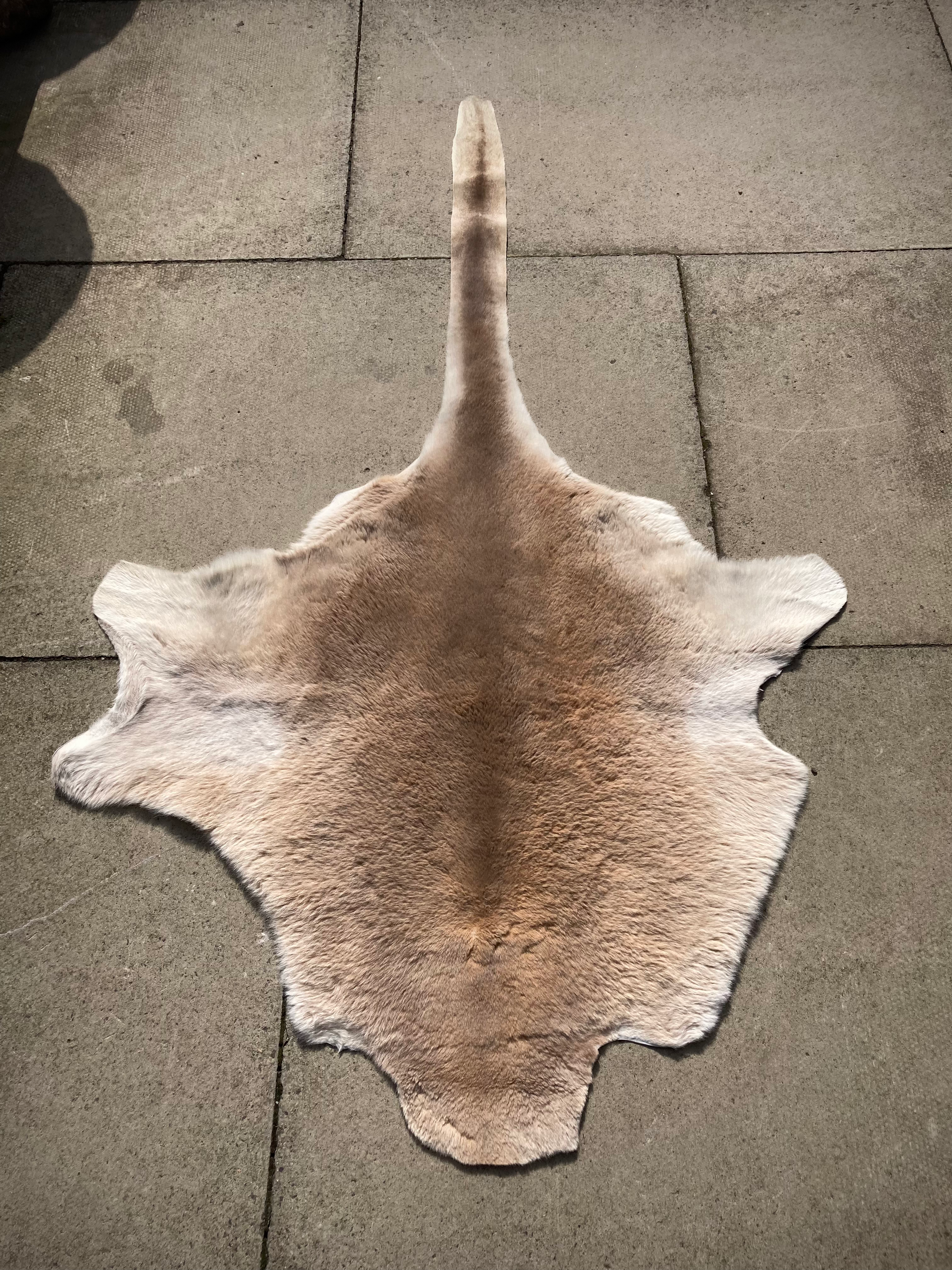 Australian Wallaby Pelt Hide Fur Skin 