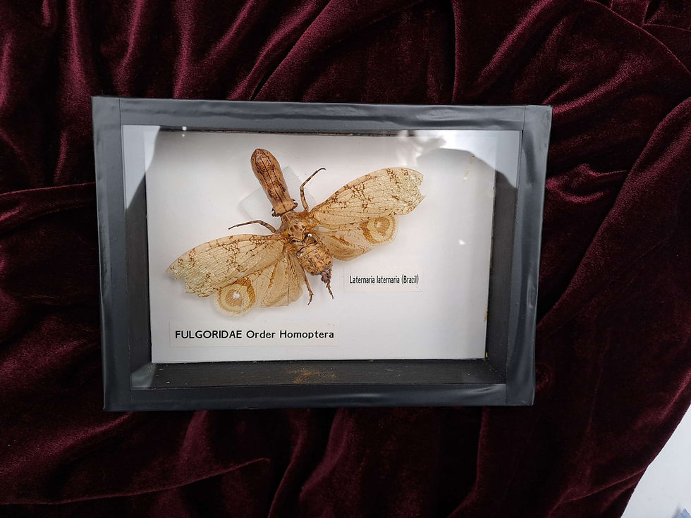 Thumbnail: Taxidermy Framed Insects: Peanut Headed Lanternfly (Laternaria Fulgoridae)