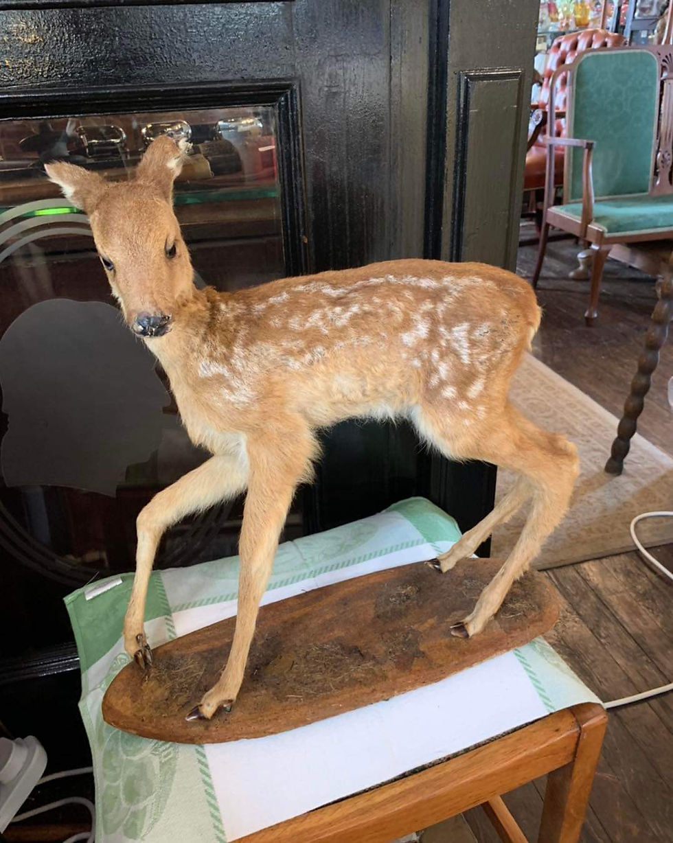 Thumbnail: Antique Taxidermy White Tailed Fawn