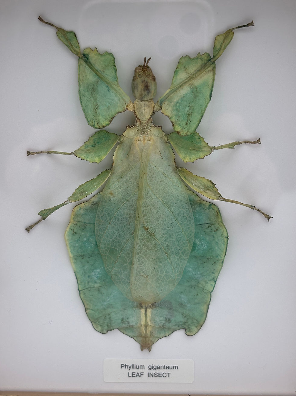 Thumbnail: Taxidermy Framed Insect : Cased  Leaf Insect (Phyllium tobeloense) 