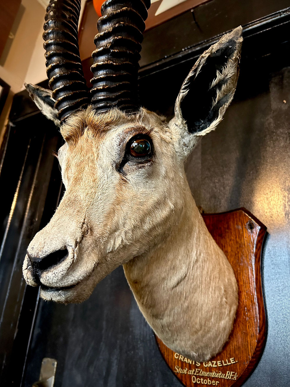 Thumbnail: Antique Taxidermy Grants Gazelle Head On Wooden Shield Mount  Dated 1903