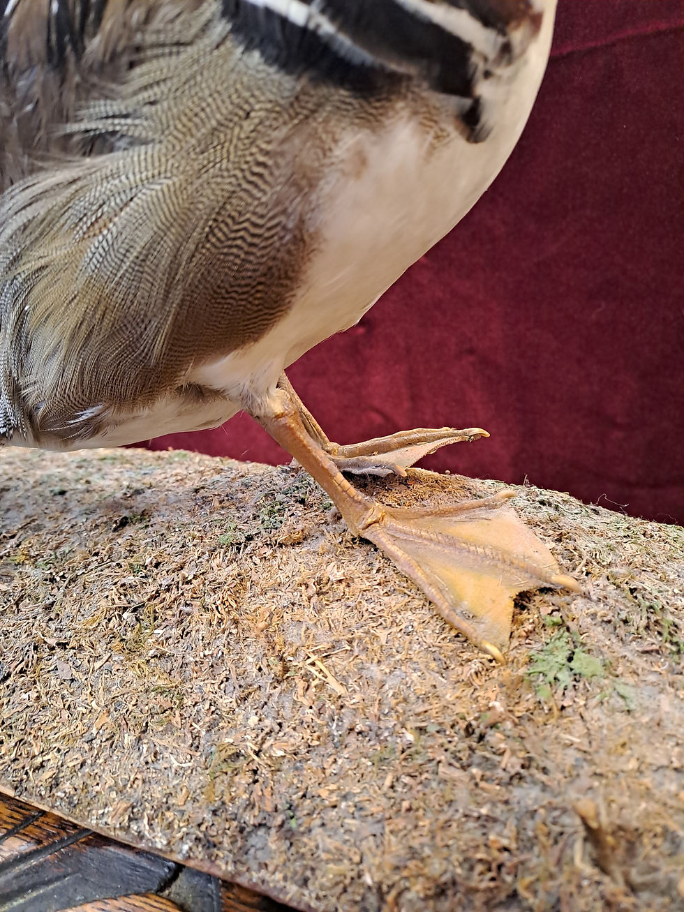 Thumbnail: Taxidermy Mandarin Duck on Mossy Mount