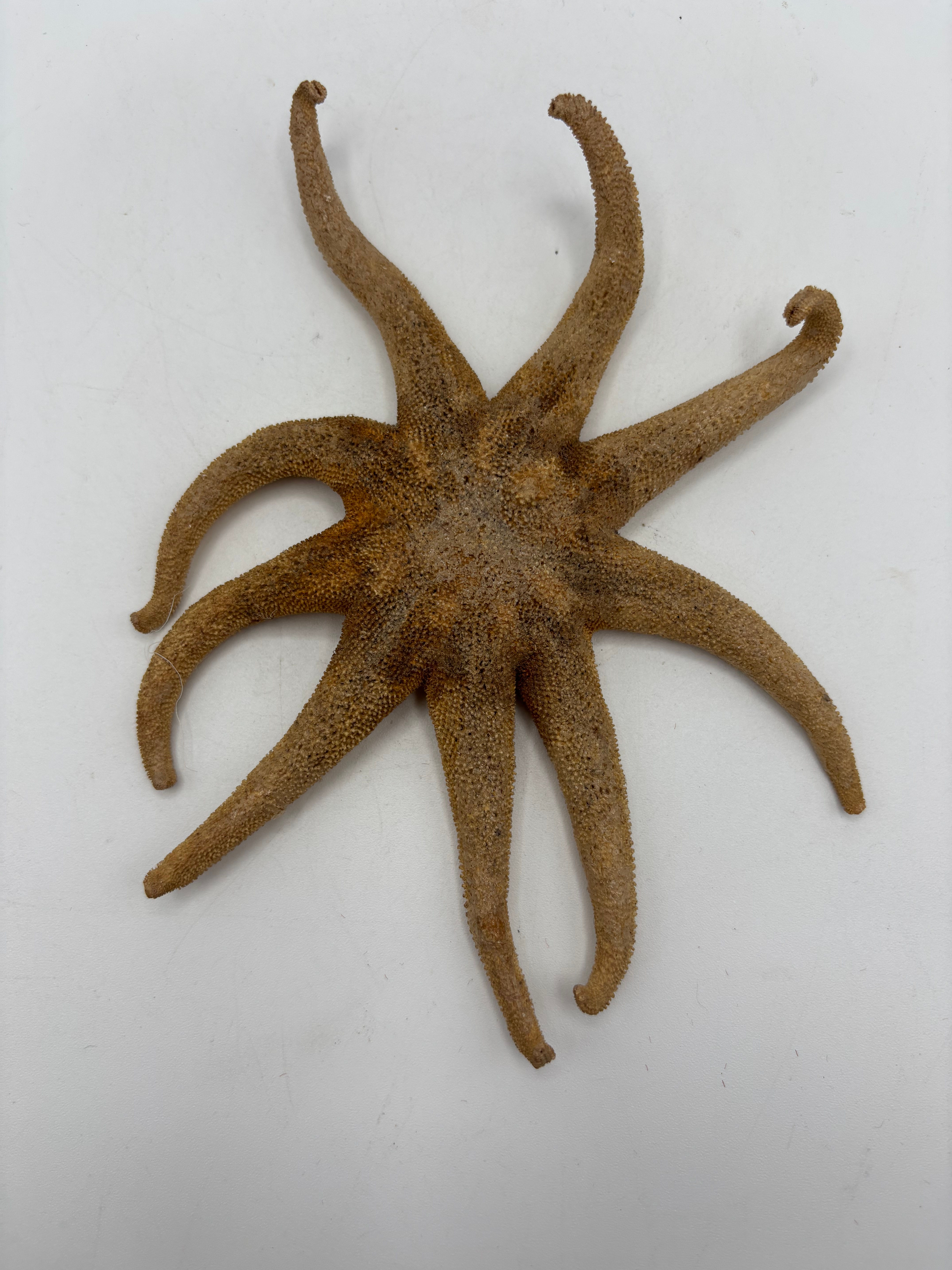 Sea Shell : Natural Real Dried Star Fish