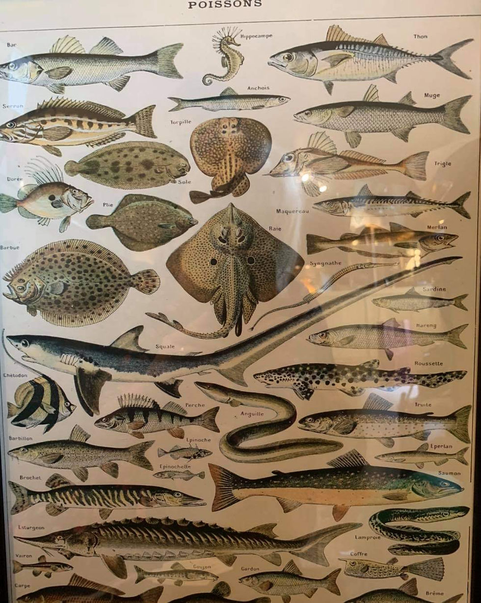 Thumbnail: Marine Life/ Fish Identification Framed Print