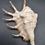Thumbnail: Shells: Spider Conch (Lambis Crocata)