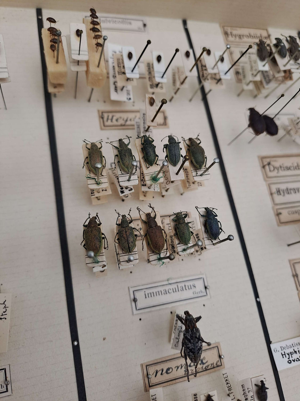 Thumbnail: Taxidermy Framed Insects: Antique Entomology Display Case of Water Beetles