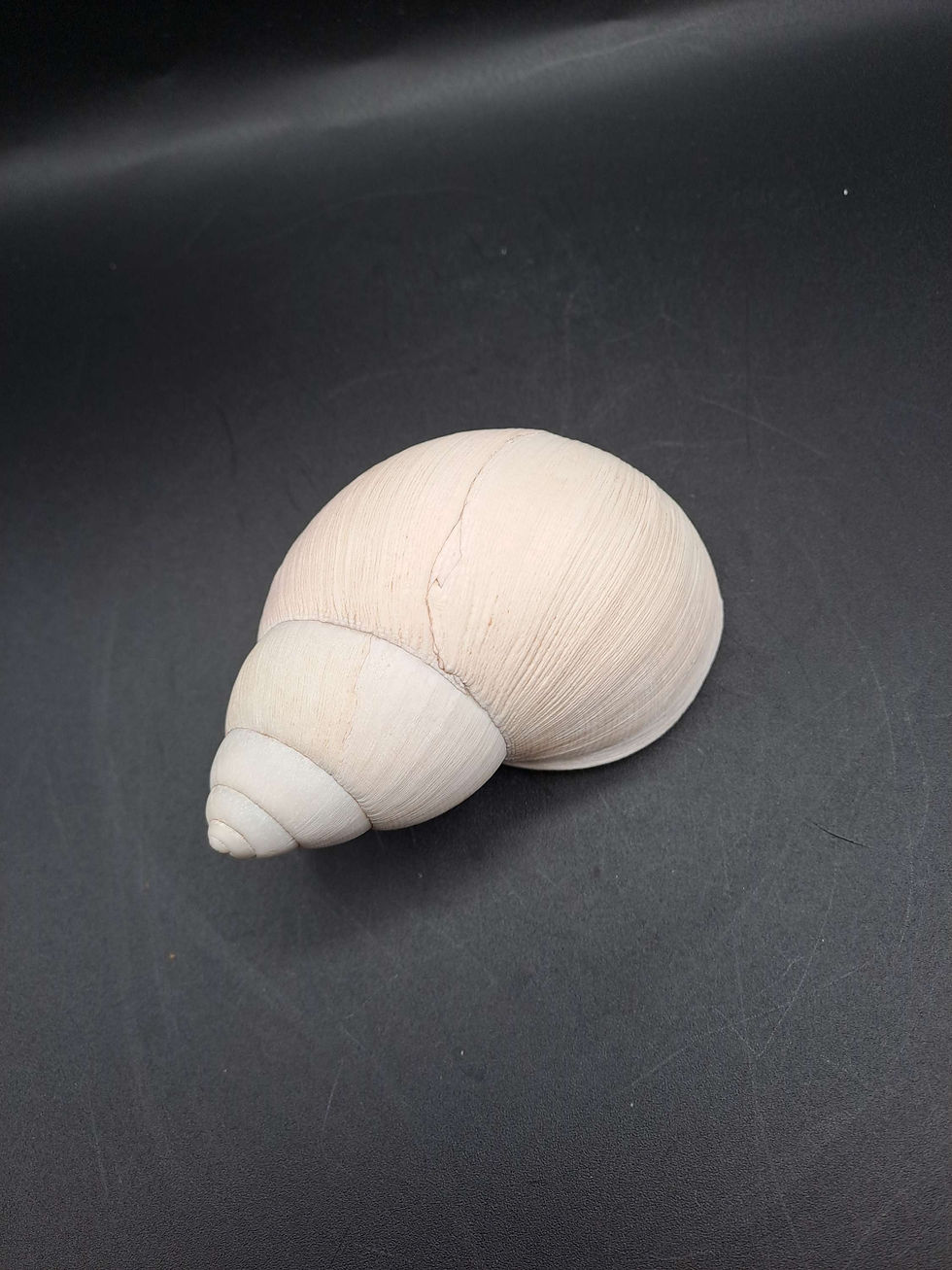 Thumbnail: Shells: Giant South American Snail (Megalobulimus Oblongus)