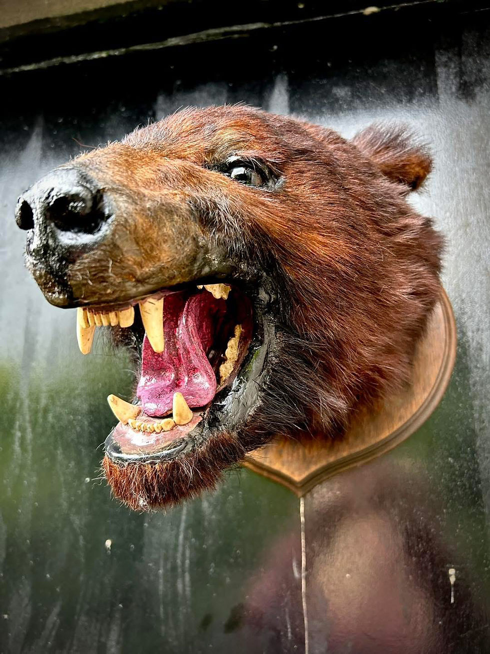 Taxidermy - Factual Friday by Charlie Elphinstone