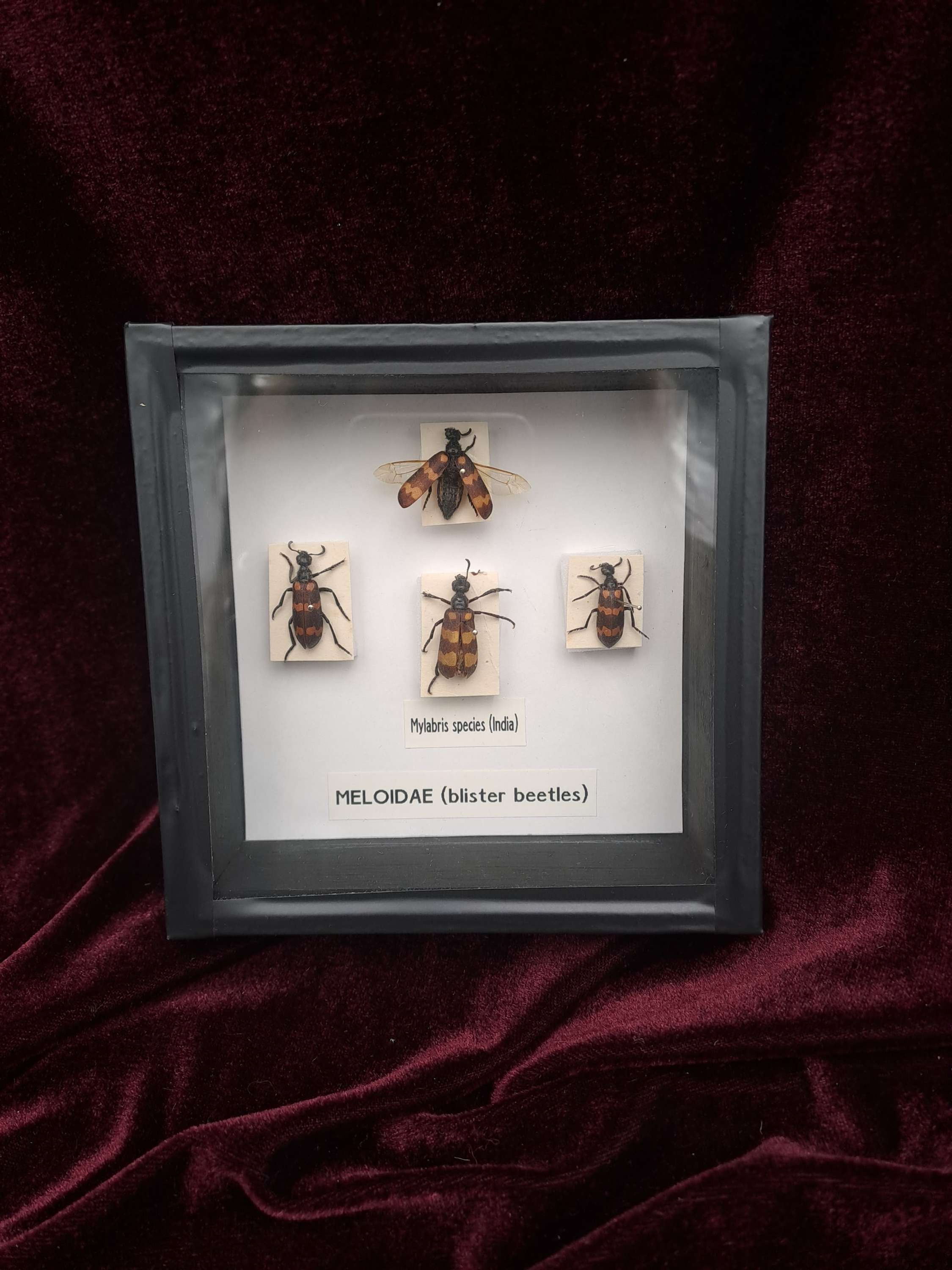 Taxidermy Framed Insects: Collection of Blister Beetles (Mylabris)