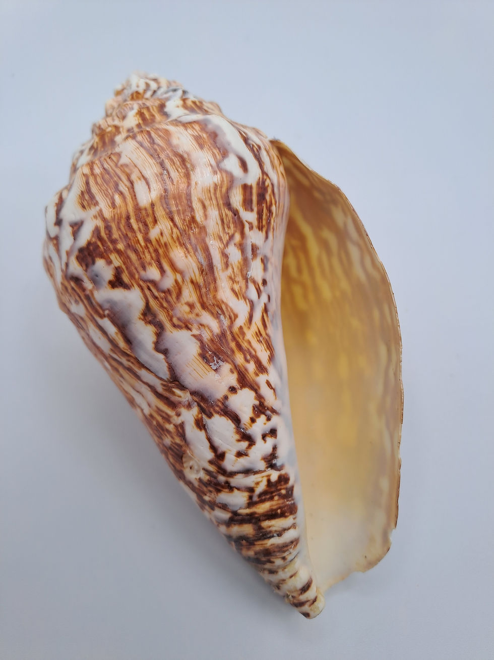 Thumbnail: Shells: Volute Shell (Volutidae)