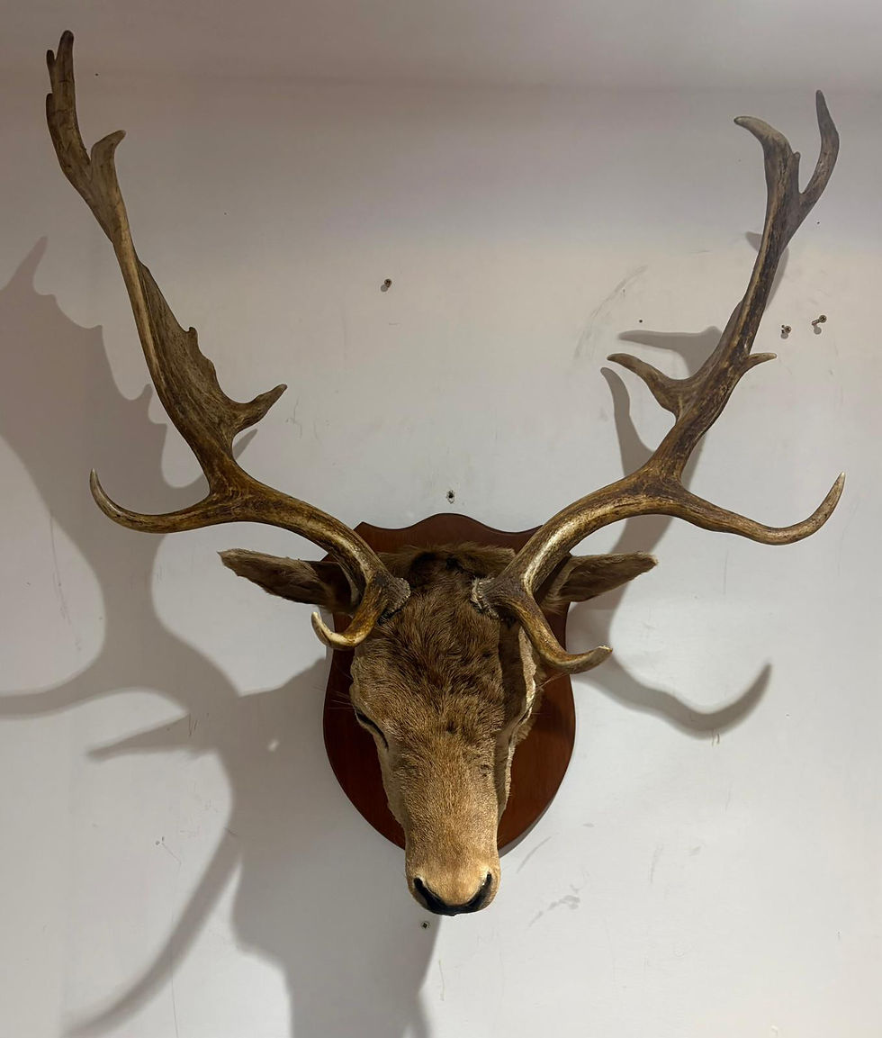 Thumbnail: Antique Taxidermy 16 Point Fallow Deer Stag Head Mounted on an Oak Shield Mount 
