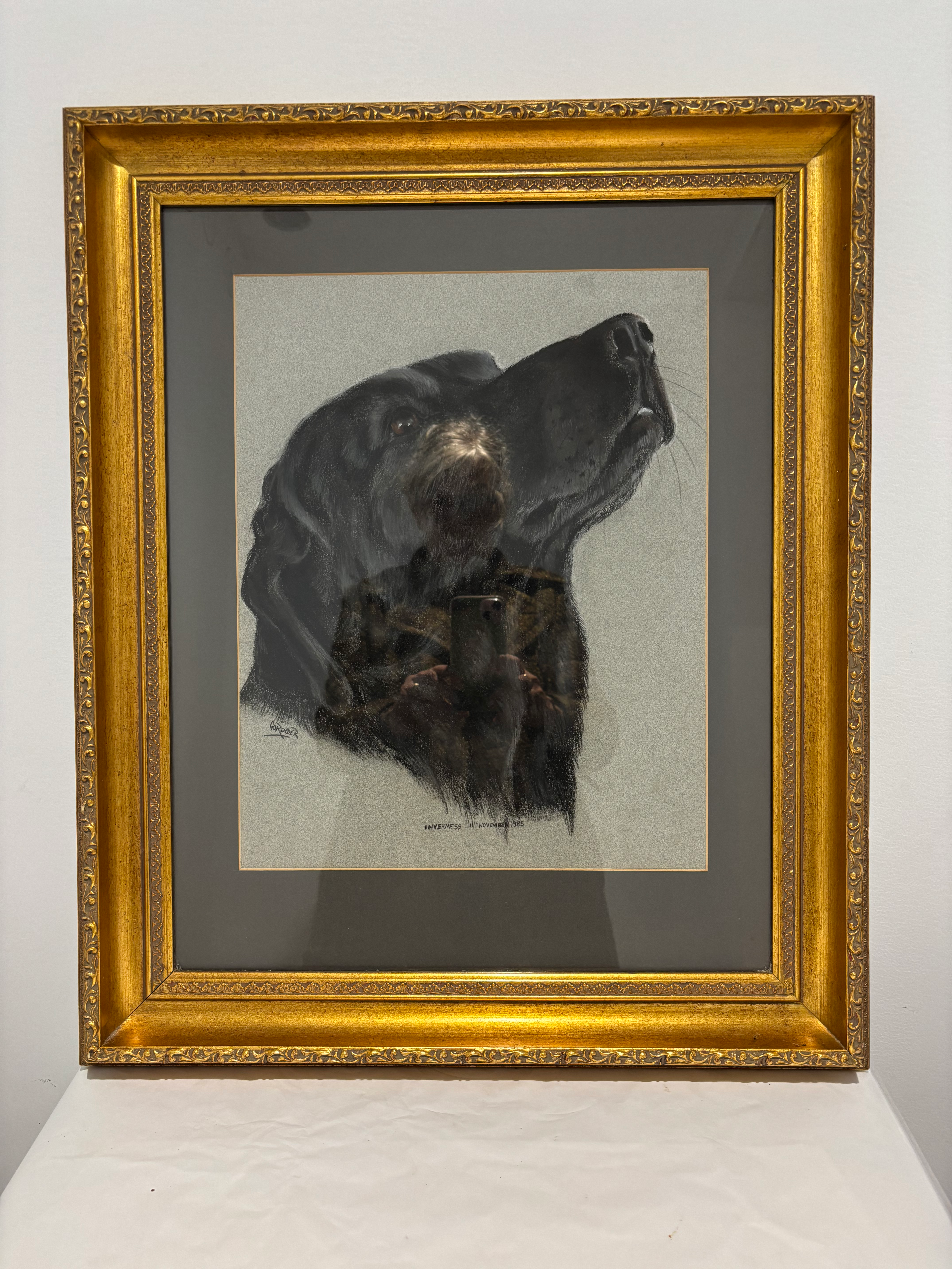 Original Framed Pastel Pet Portriat of Working Black Labrador. Signed Gorender. 
