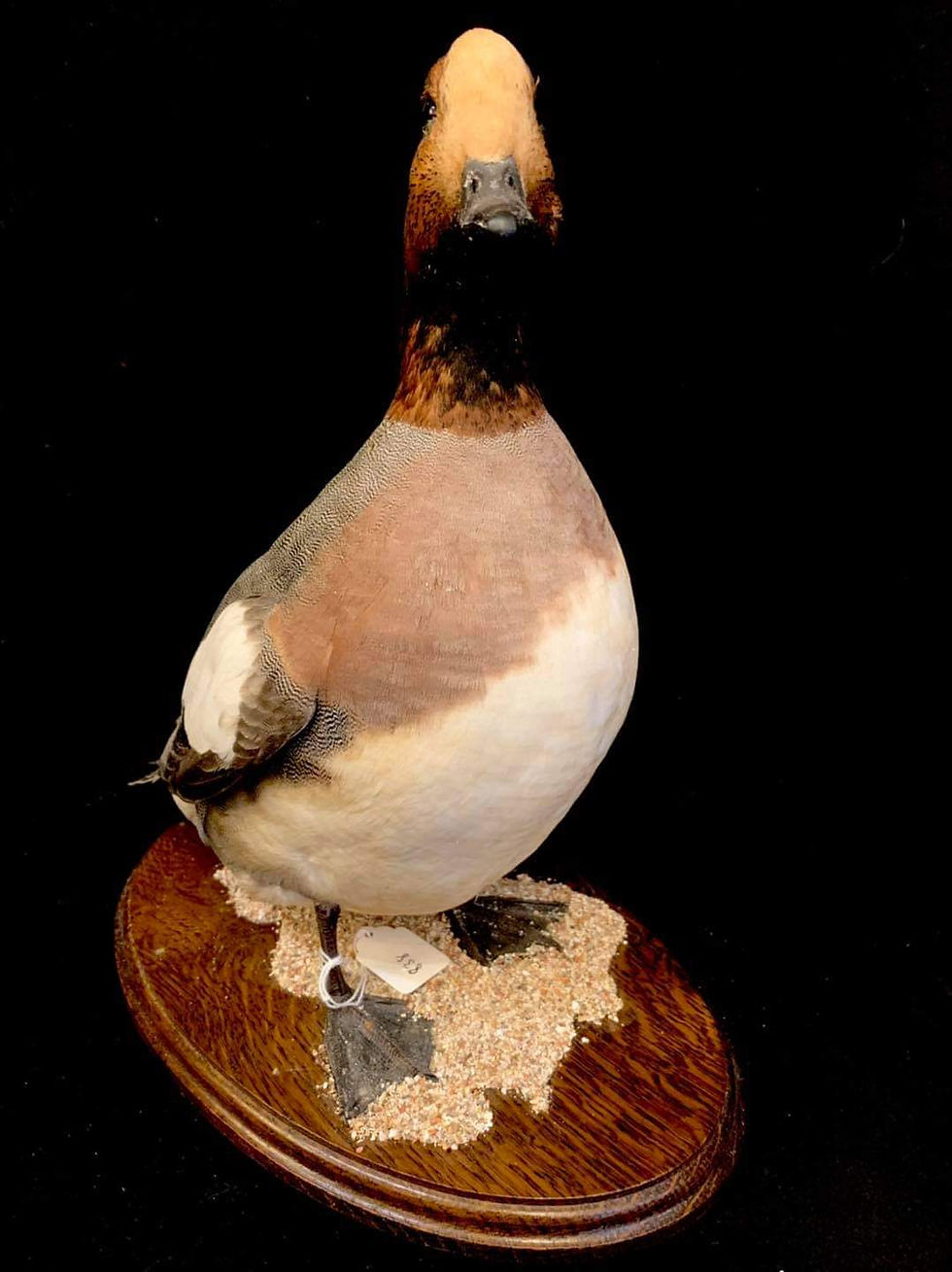 Thumbnail: Taxidermy widgeon