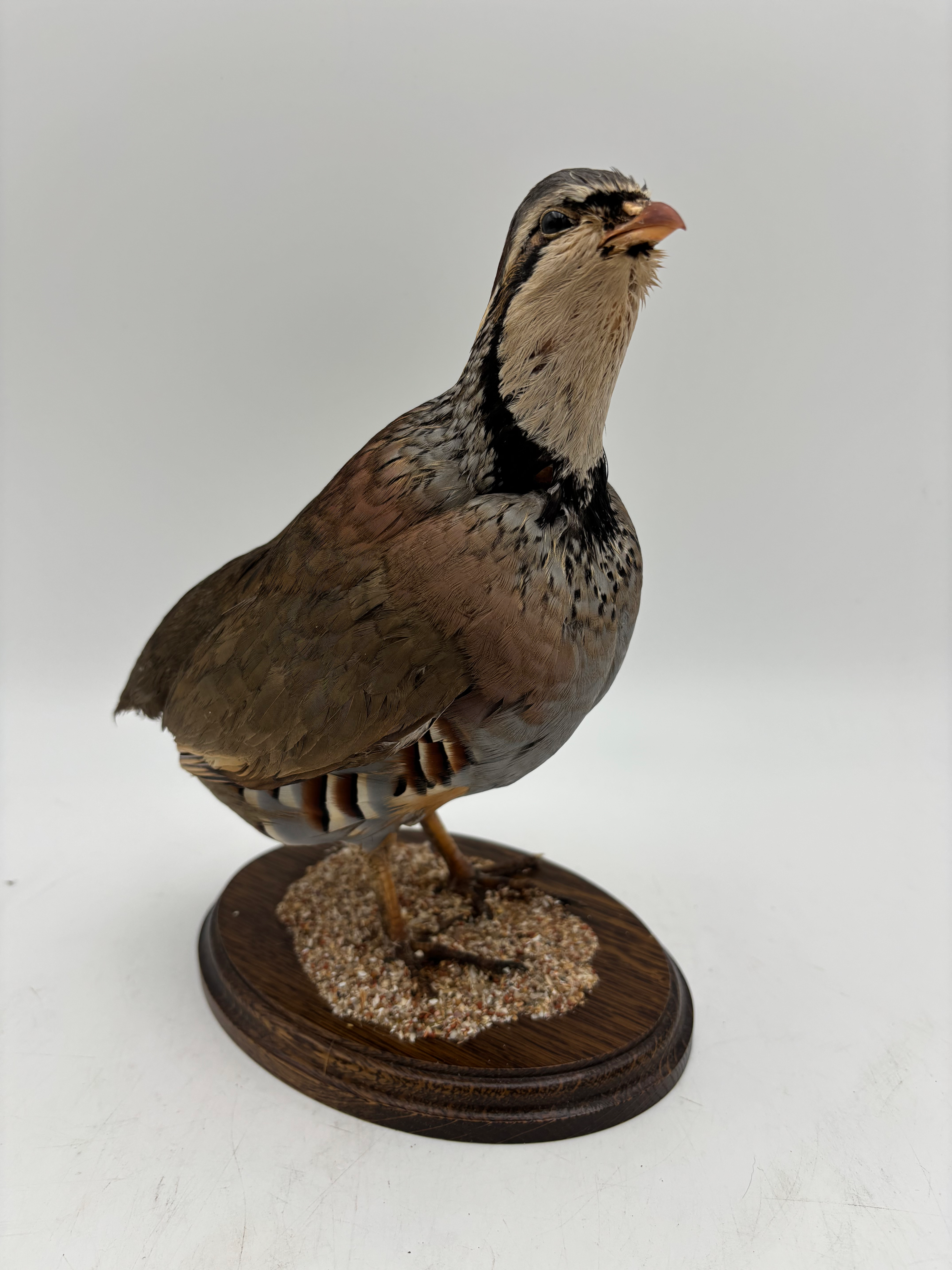 Taxidermy Red Legged Partridge  On Wooden Mount Some age related damage. Treated