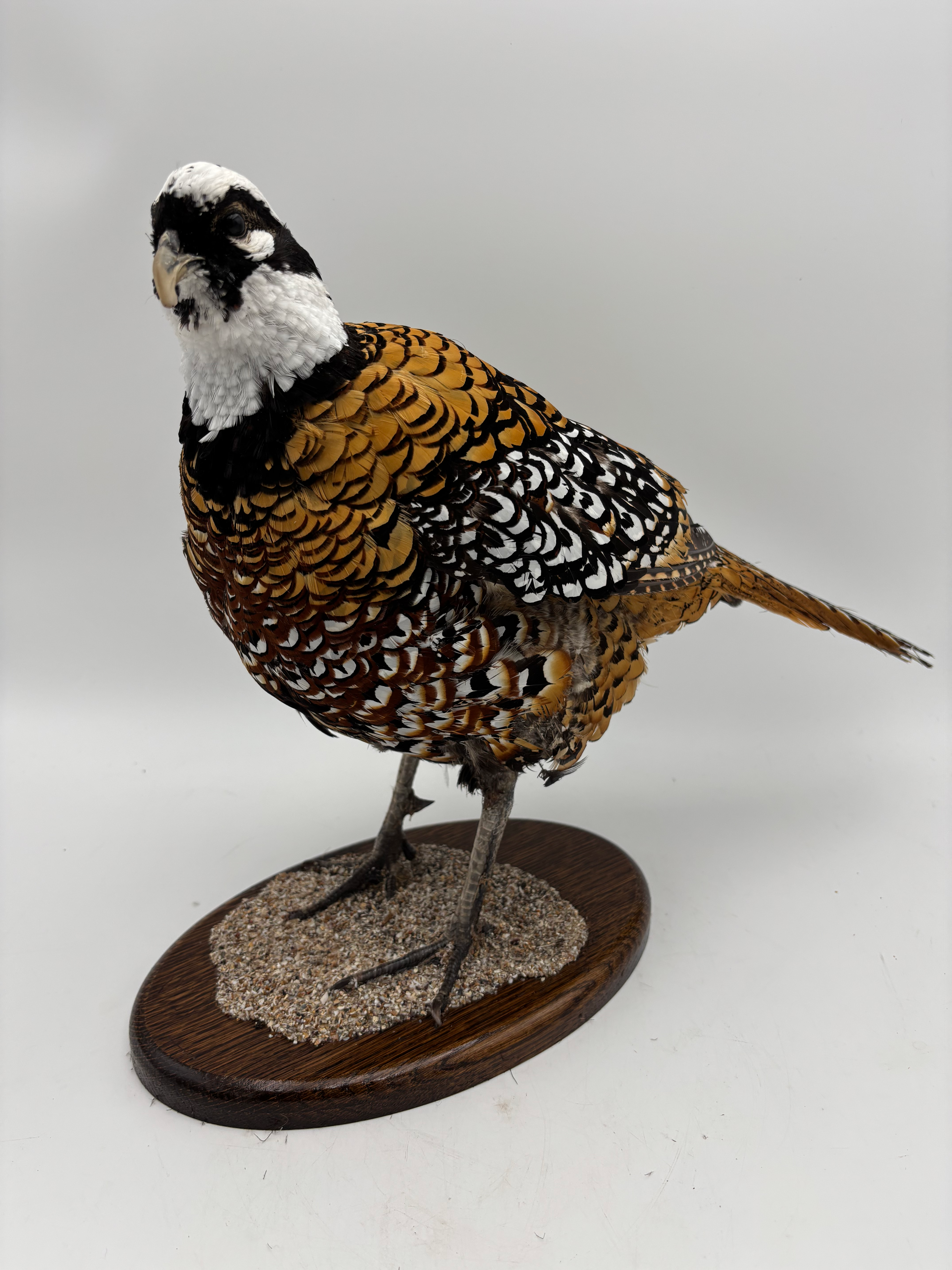 Taxidermy Reeves Pheasant on Oval Wooden Mount. 