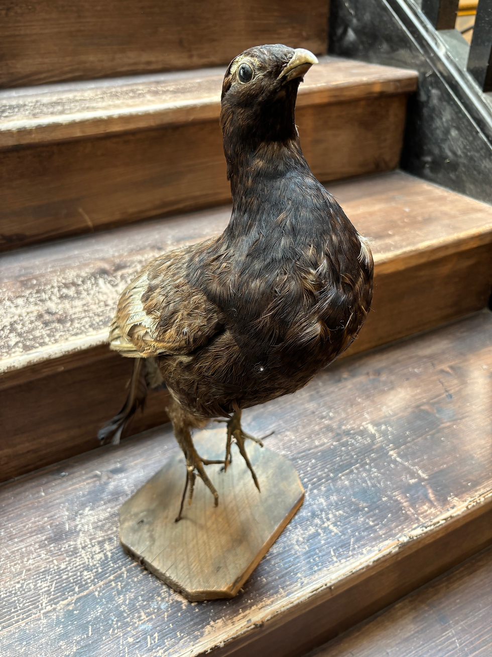 Thumbnail: Vintage Taxidermy Black Grouse Mounted on Wooden Base