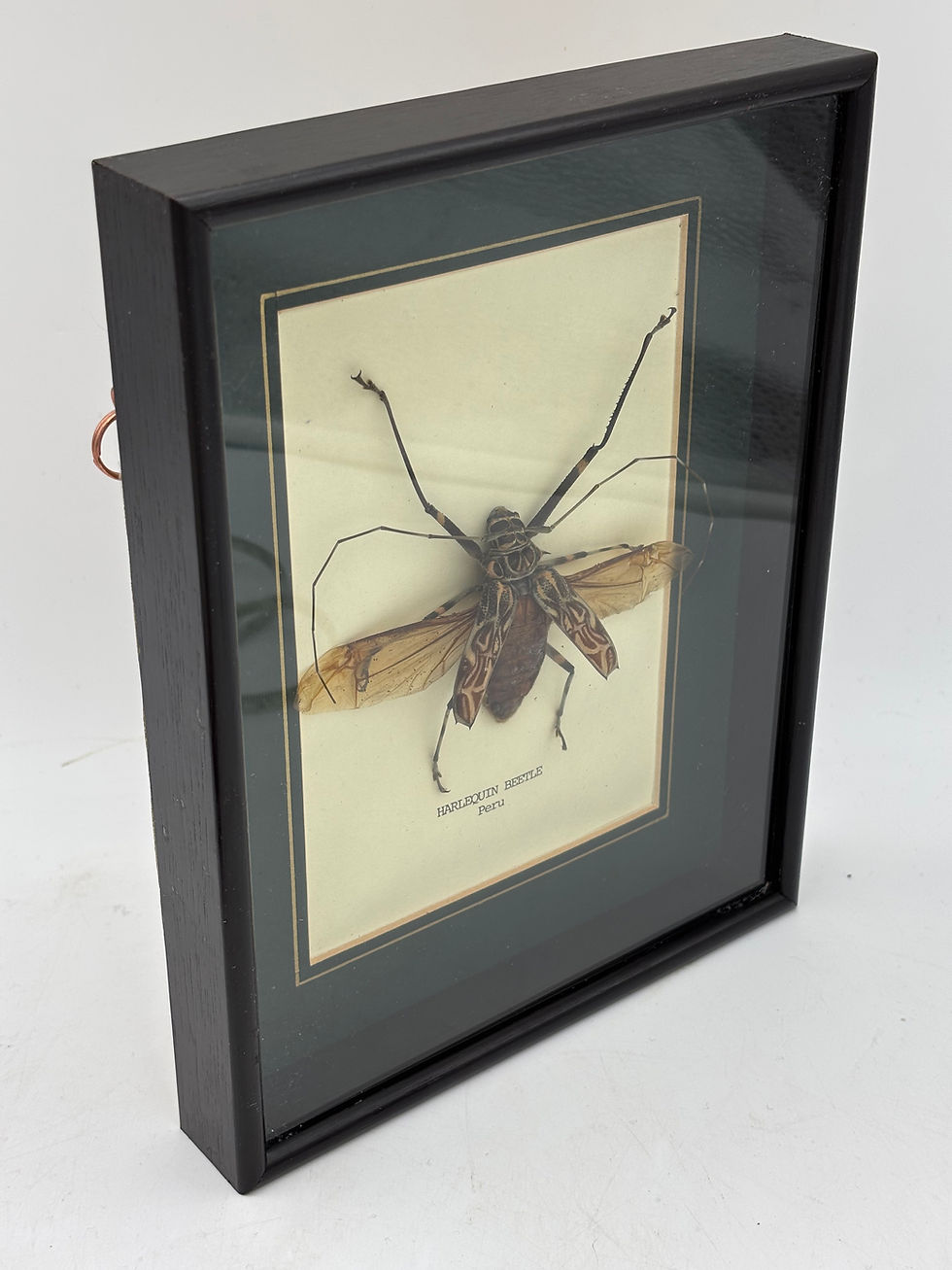 Thumbnail: Taxidermy Framed Insects : Cased specimen of a Harlequin Beetle (Acrocinus longi
