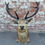 Thumbnail: 10 Point Mounted Stags Head Taxidermy 