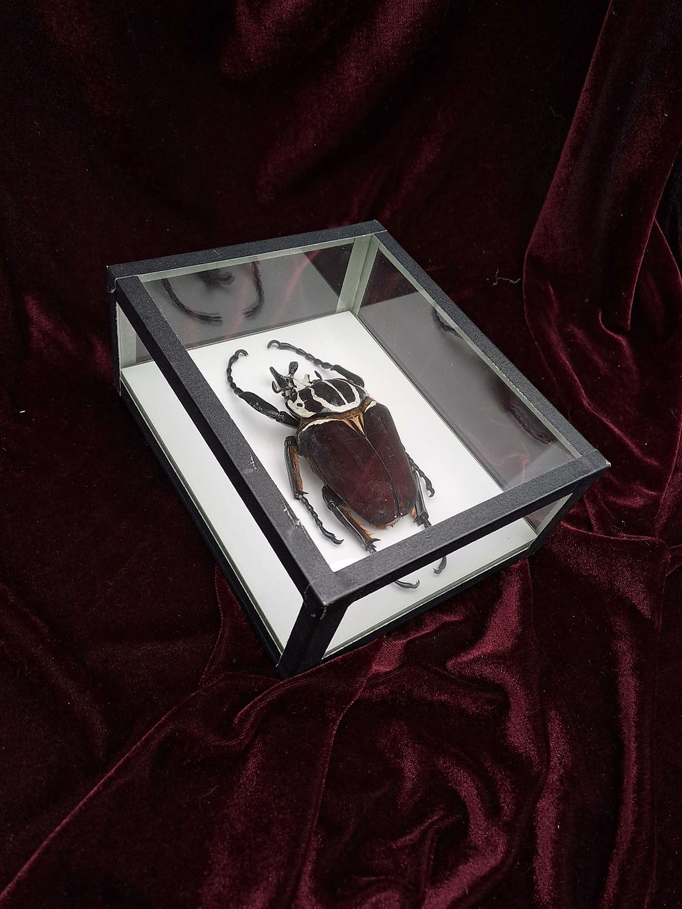 Thumbnail: Taxidermy Framed Insects: Male Goliath Beetle (Goliathus Giganteus)