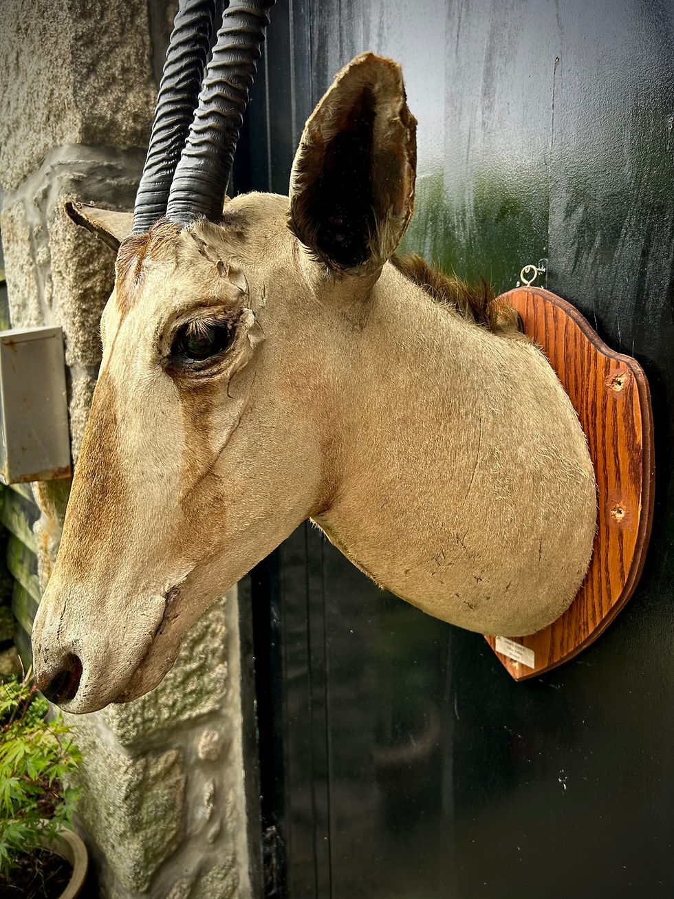 Thumbnail: Antique Taxidermy African Oryx Head On Wooden Shield Mount