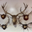 Thumbnail: Large Red Deer Mounted Stag Head Ten Point Mounted on Wooden Shield.
