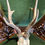 Thumbnail: Roe deer antlers on crown ready for mounting