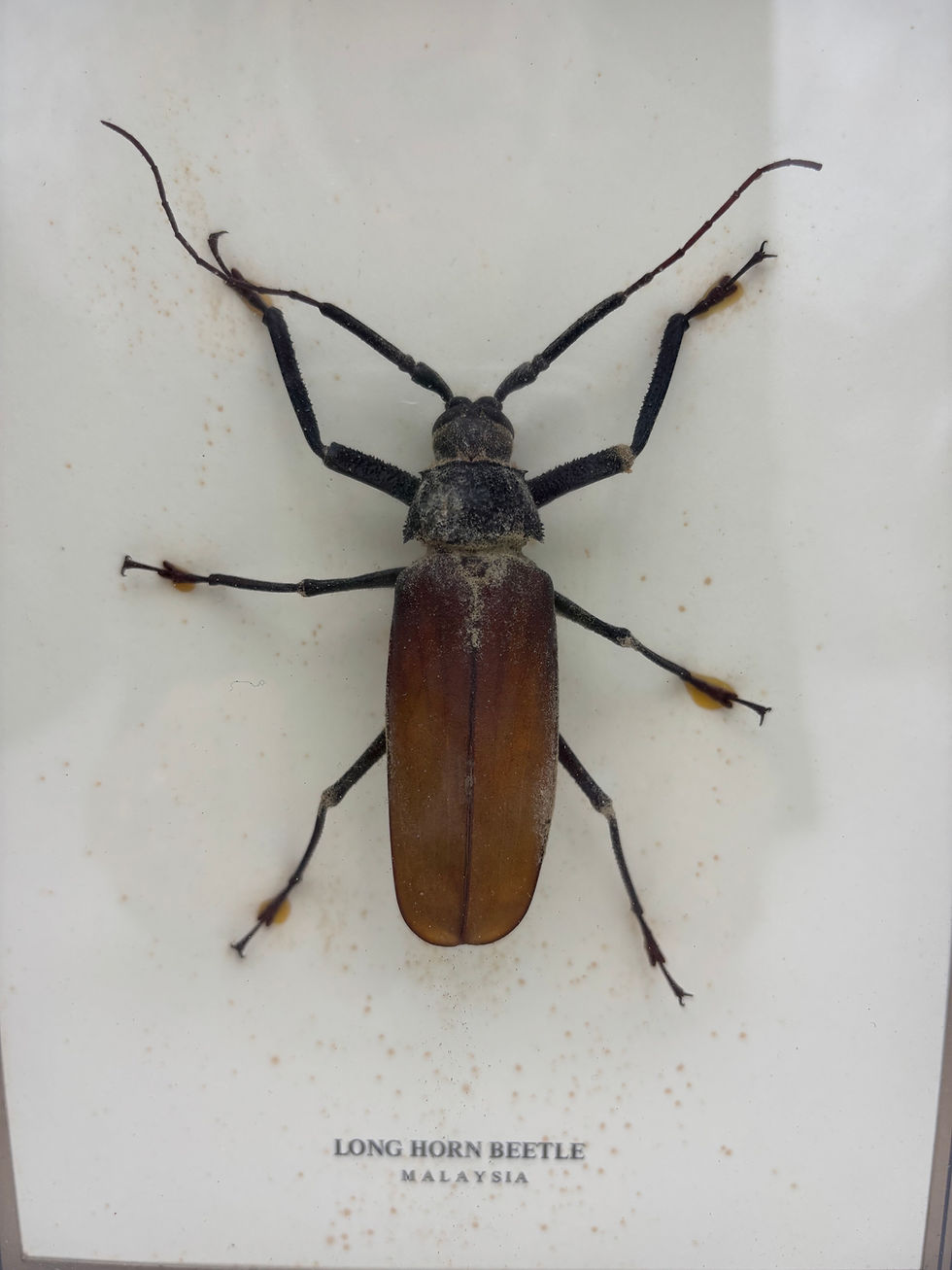 Thumbnail: Taxidermy Framed Insects: Cased Giant Longhorn Beetle. 