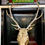 Thumbnail: Antique Taxidermy 10-point Stag on wall Mount. 