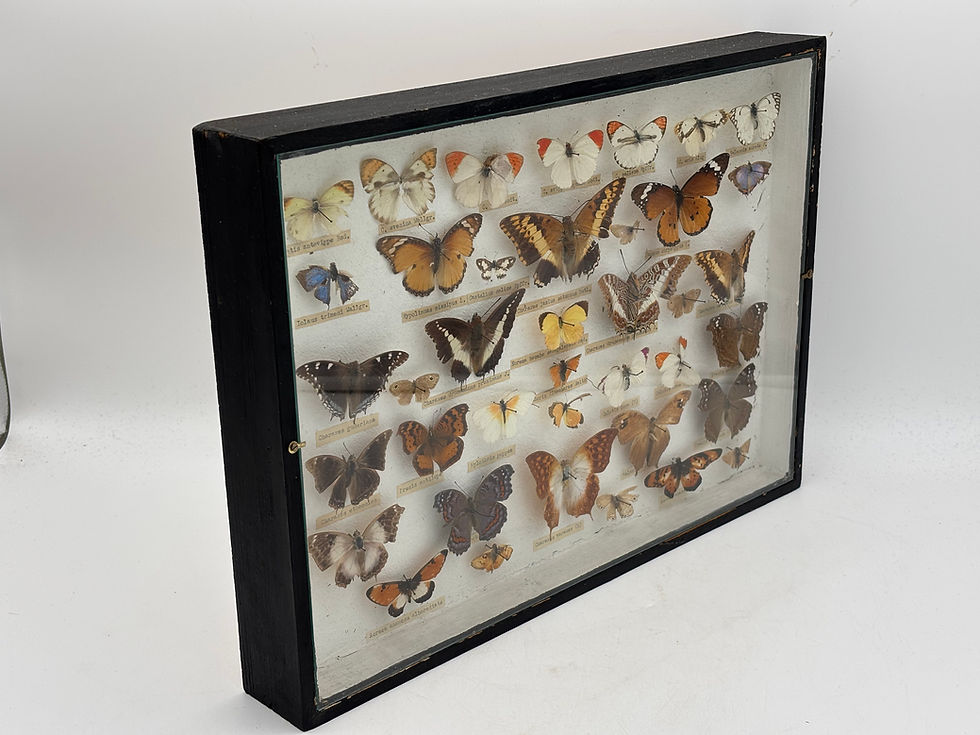 Thumbnail: Taxidermy Cased Insects : Large Vintage Cased Collection of 39 Tropical Butterfl