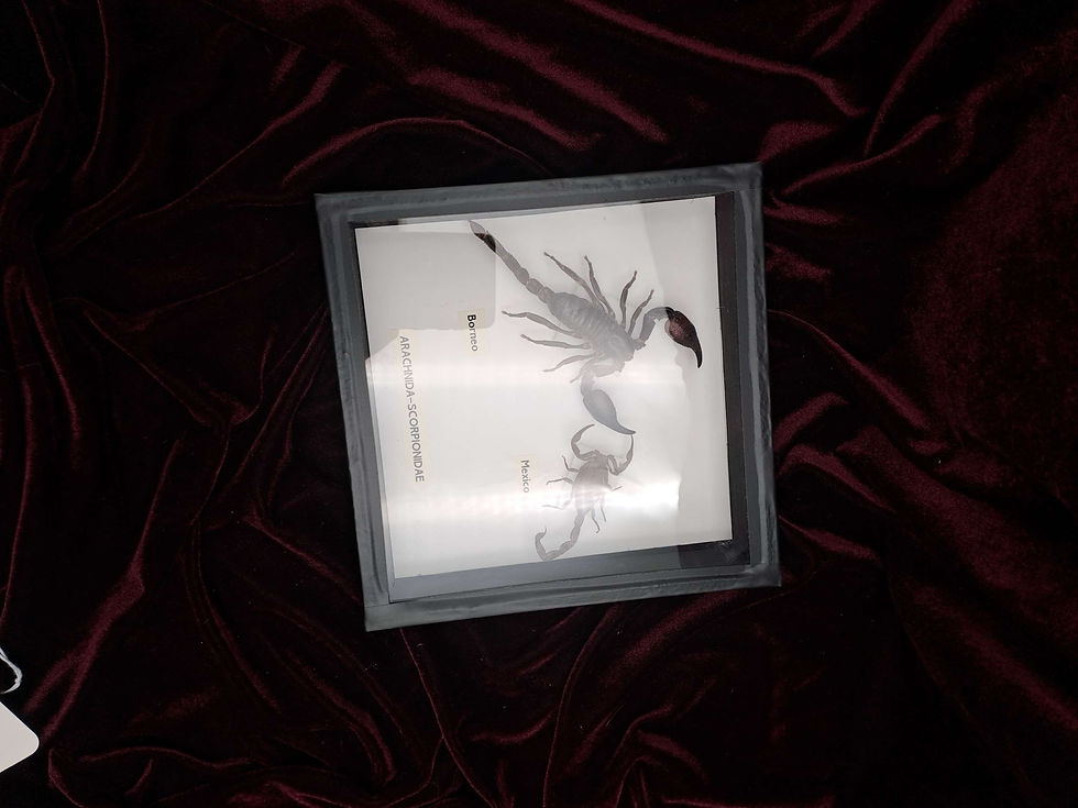 Thumbnail: Taxidermy Framed Insects: Pair of Scorpion Specimens