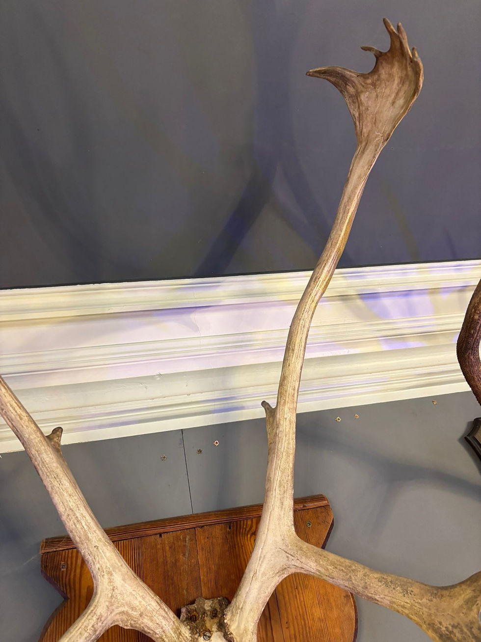 Thumbnail: Antique Large Caribou Antlers on Wooden Mount