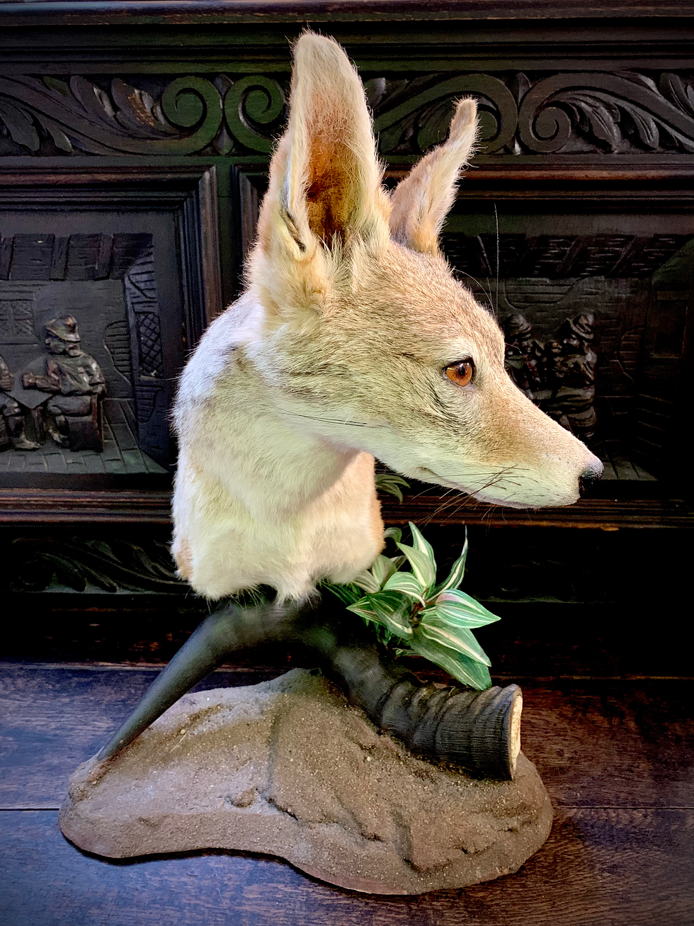 Thumbnail: Taxidermy African Jackal head and neck