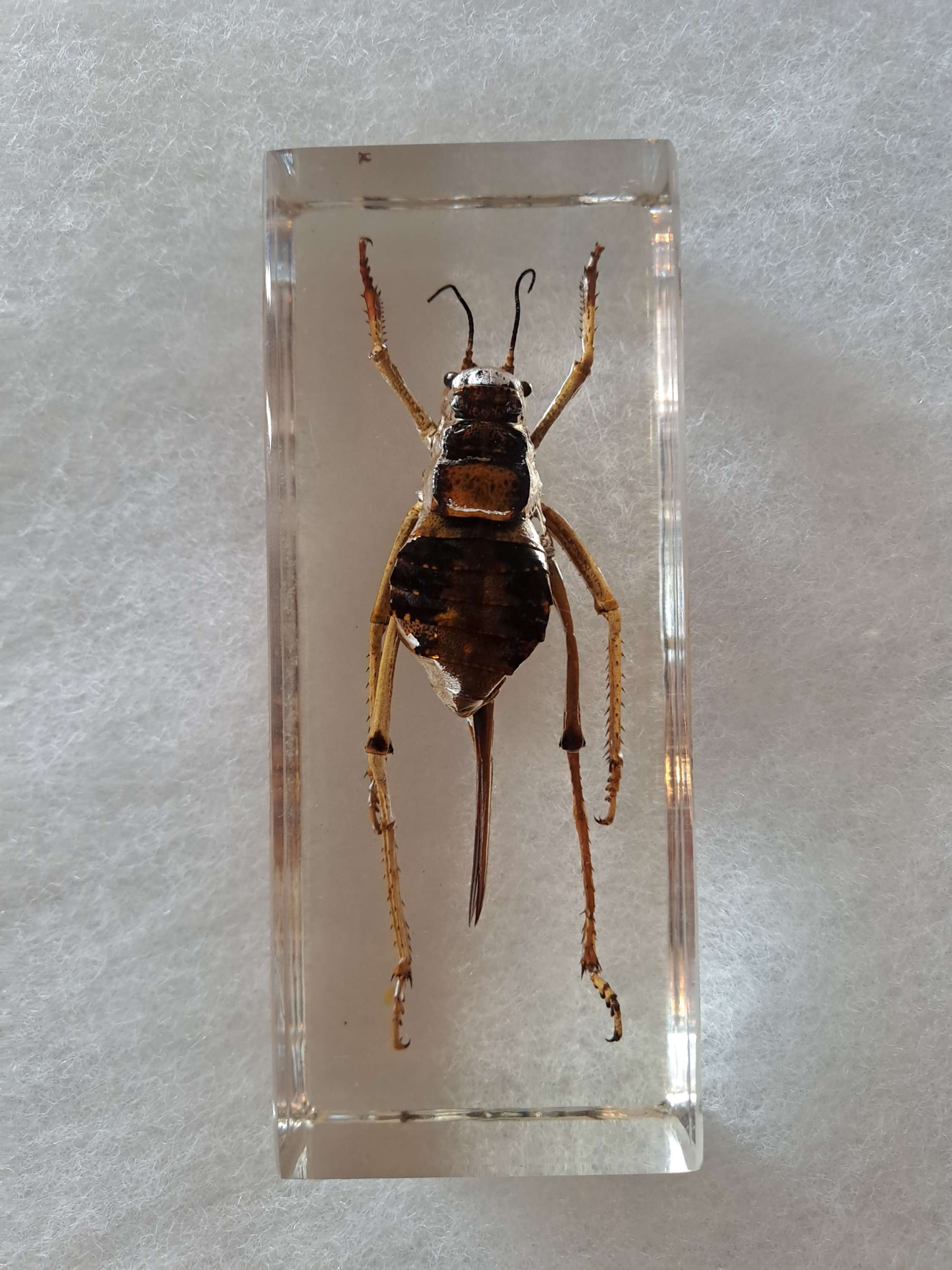 Taxidermy Resin Insects : Giant Ox Armoured Cricket
