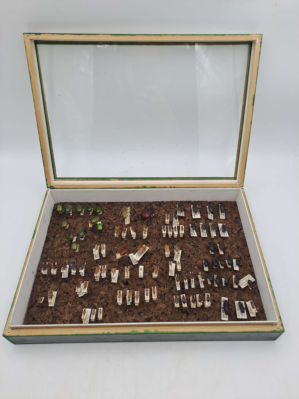 Thumbnail: Taxidermy Framed Insects: Antique Entomology Display Case of Cerambycidae