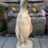 Thumbnail: Composite Stone Life Size Garden Penguin