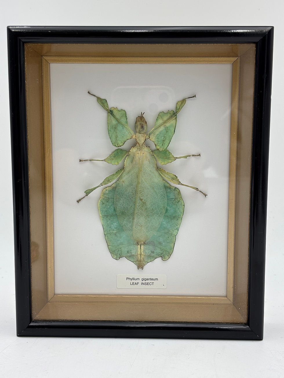 Thumbnail: Taxidermy Framed Insect : Cased  Leaf Insect (Phyllium tobeloense) 