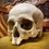 Thumbnail: Human Medical Skull