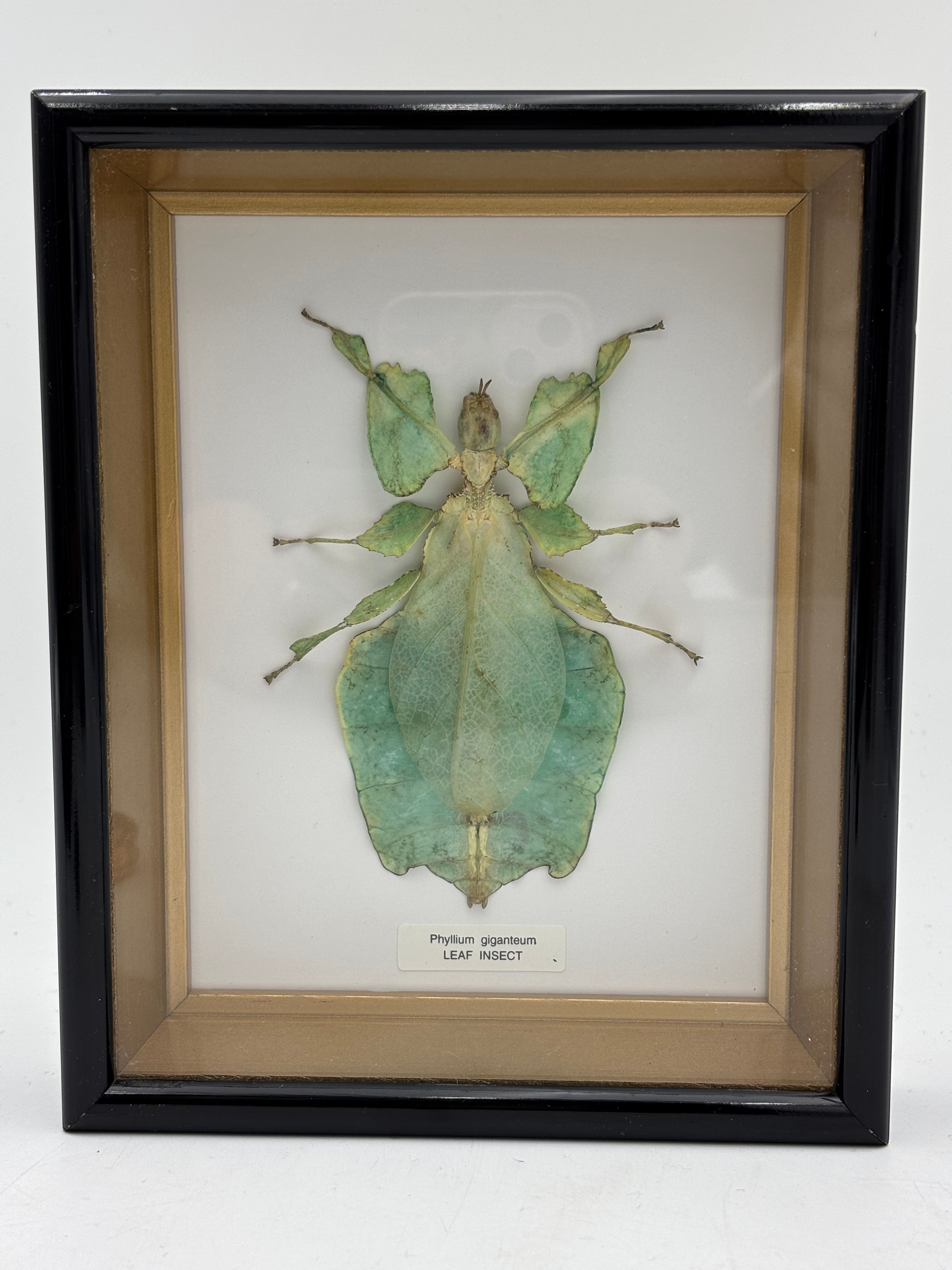 Taxidermy Framed Insect : Cased  Leaf Insect (Phyllium tobeloense) 