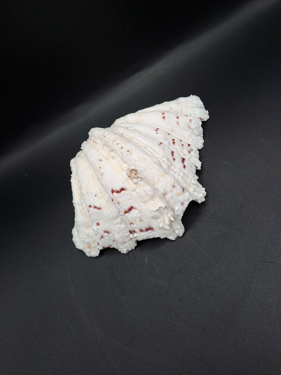 Thumbnail: Shells: Clam Shell (Tridacna Gigas)