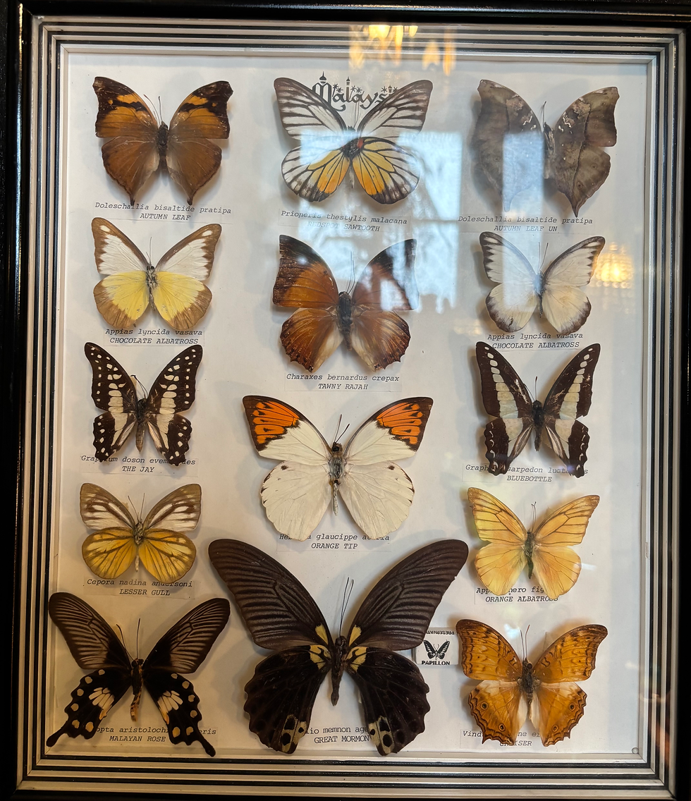 Thumbnail: Case of 15 Real Butterfly Taxidermy Insects Framed. Butterflies of Malaysia. 
