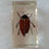 Thumbnail: Taxidermy Resin Insects : Jewel Beetle
