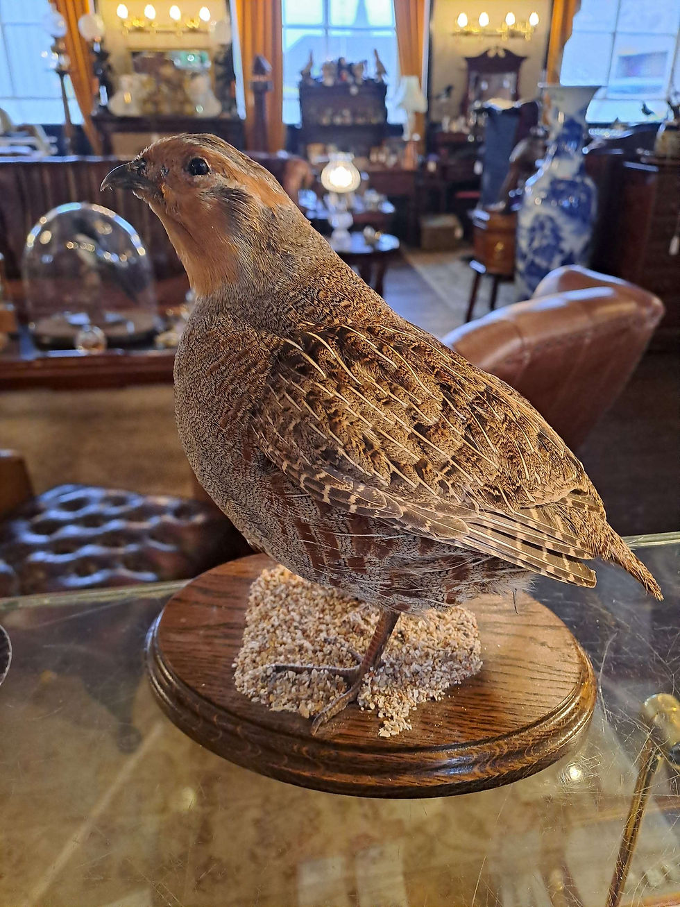 Taxidermy Partridge