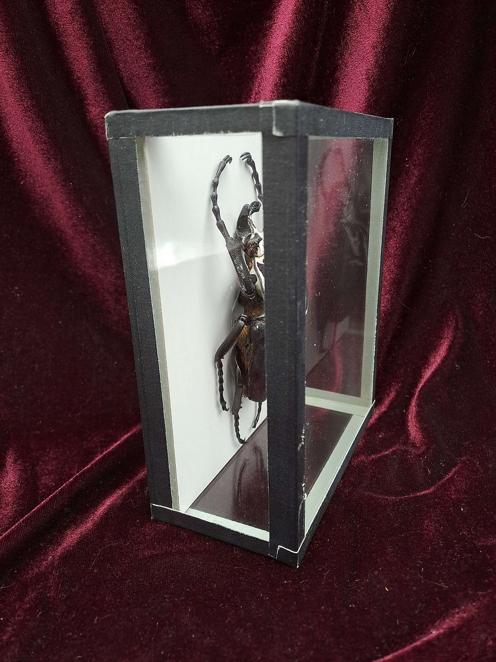 Thumbnail: Taxidermy Framed Insects: Male Goliath Beetle (Goliathus Giganteus)