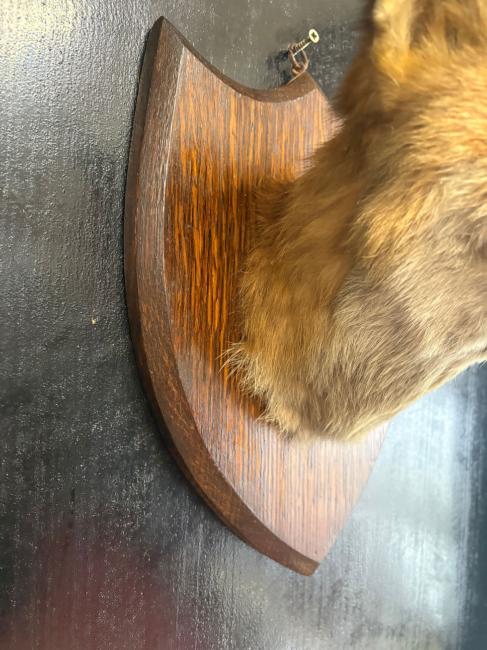 Thumbnail: Antique Taxidermy Fox Head Attached to an Oak Shield Mount