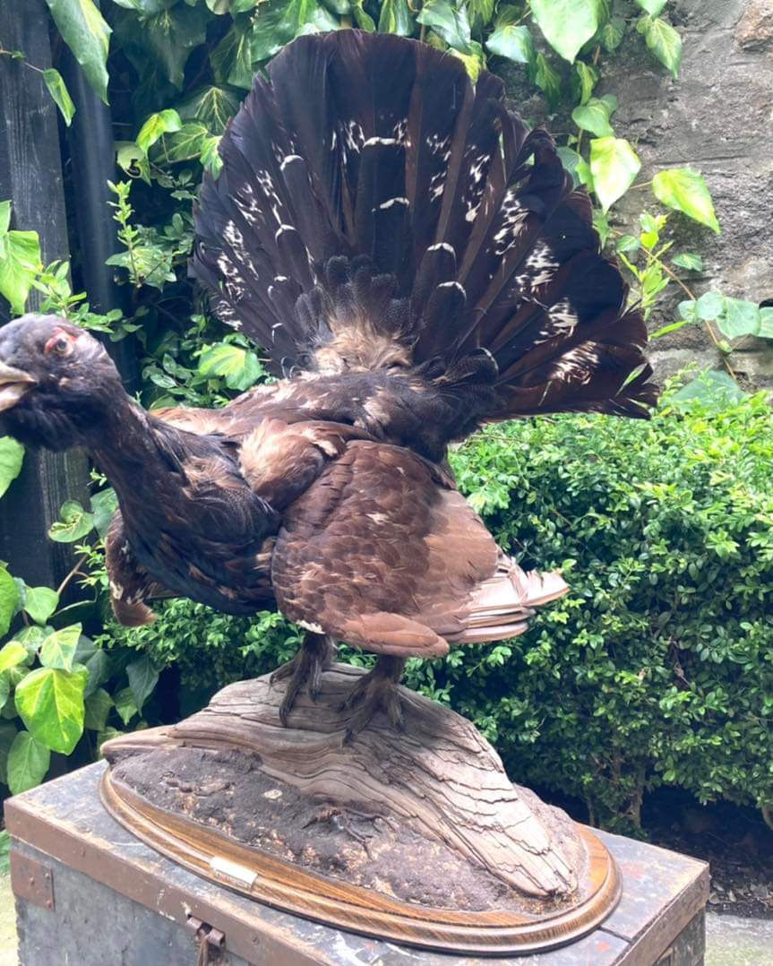 Thumbnail: ON SALE Taxidermy Capercaillie mounted on wooden plinth