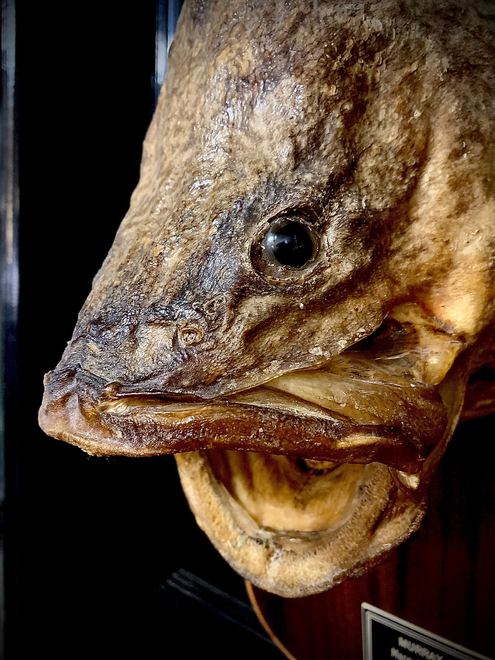 Taxidermy Fish: Taxidermy Wall Mounted Fishing Trophy Murray Cod - Maccullochel