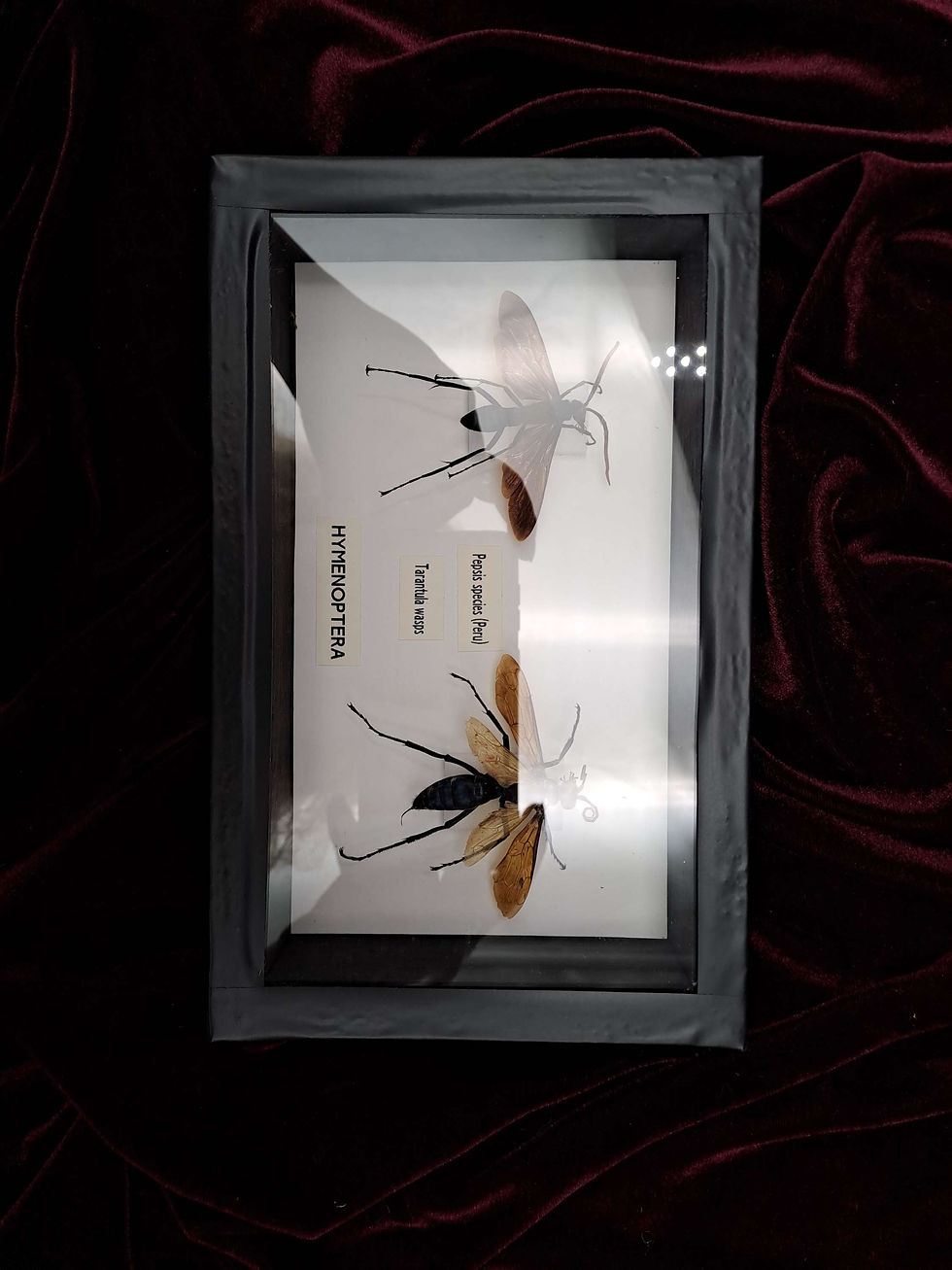 Thumbnail: Taxidermy Framed Insects: Pair of Tarantula Wasps (Hymenoptera)