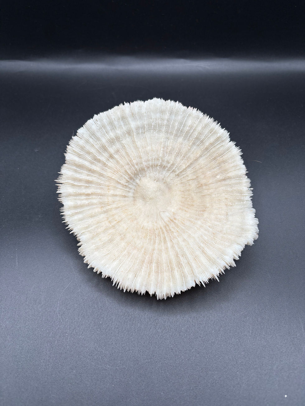 Thumbnail: Sea Shell: Rare Large Vintage Piece of White Mushroom Coral. 