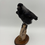 Thumbnail: Taxidermy Jackdaw on Branch Halloween 
