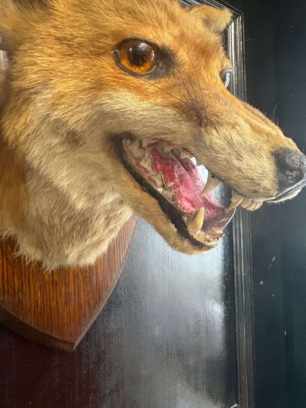 Thumbnail: Antique Taxidermy Fox Head Attached to an Oak Shield Mount